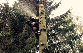 Baumkletterer mit Seiltechnik