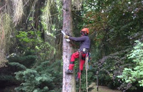 Baumkletterer bei der Arbeit