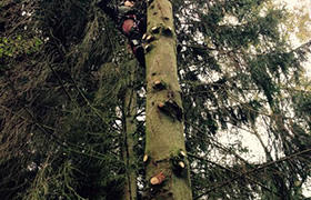 Fällung mit Klettertechnik