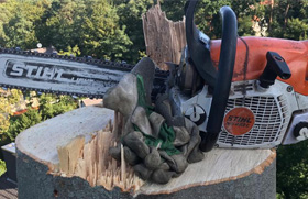 Baumbilder und Videos